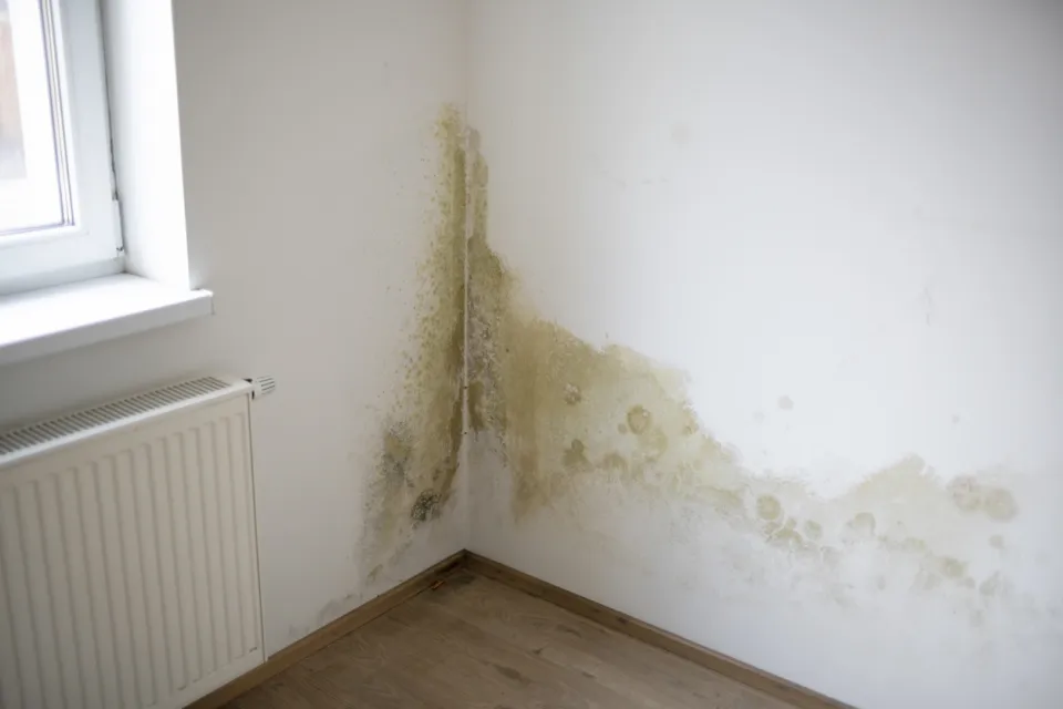 traitement mur humide liège