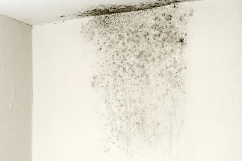 diagnostic humidité ixelles