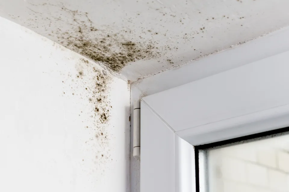 solution humidité wavre