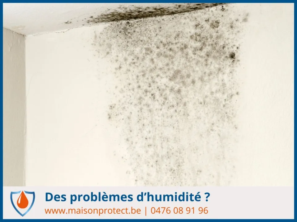 expert diagnostic humidité