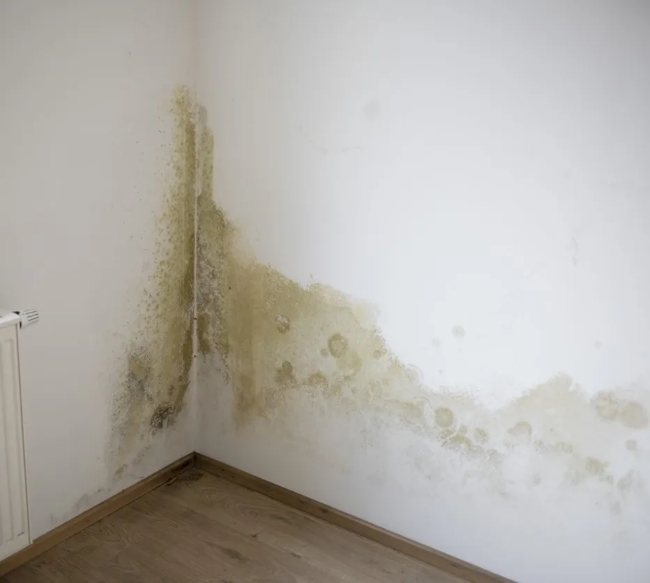 travaux humidité hannut