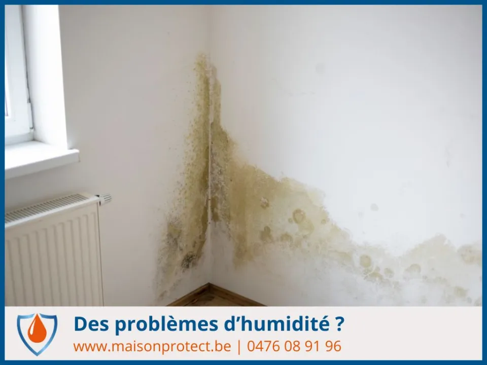 diagnostic humidité rapide